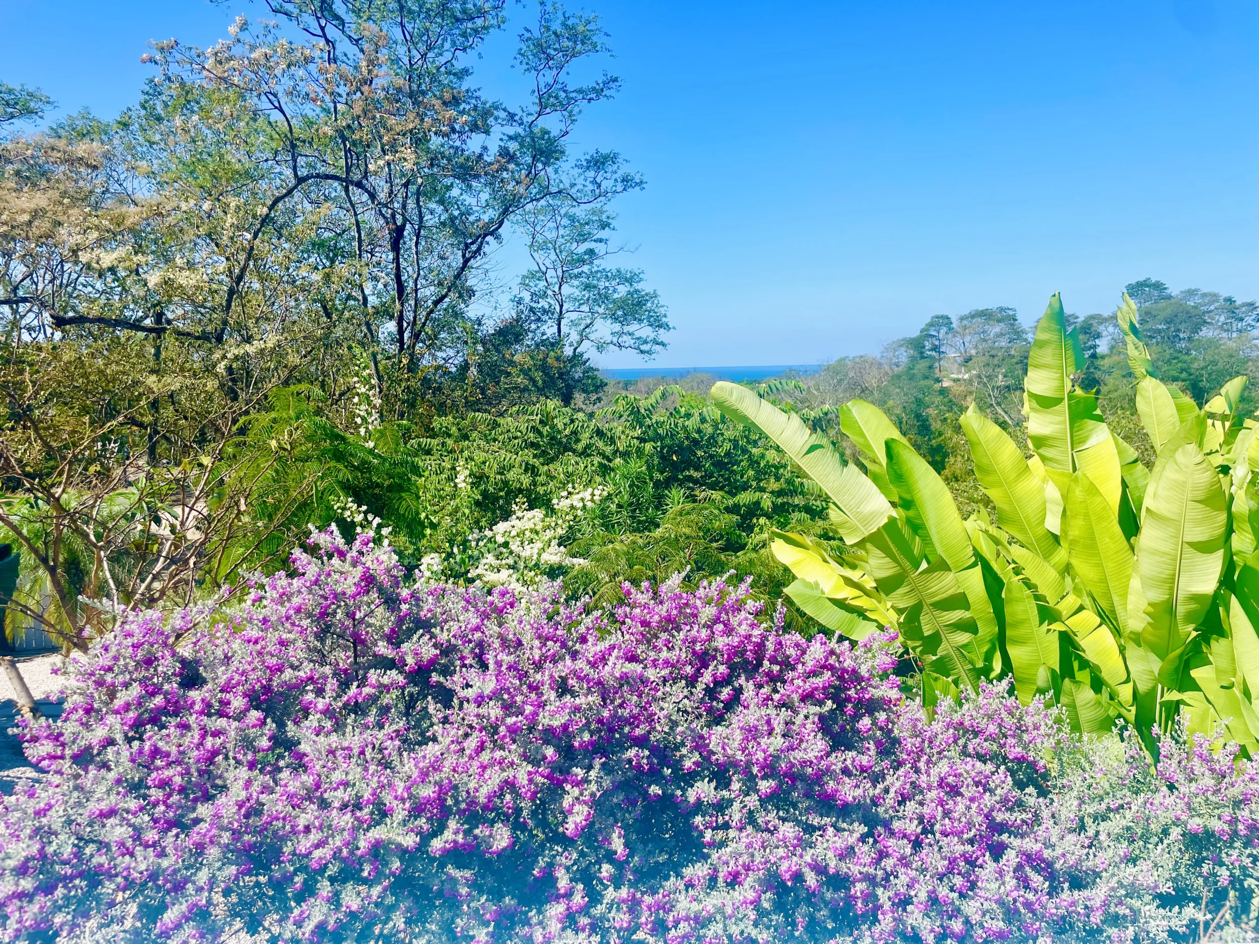 Casa Divina | Ocean View Villa - Image 10